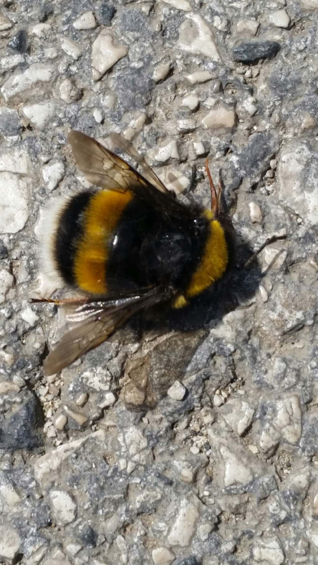 Calabrone? No, è un bombo: Bombus (Bombus) gr. terrestris (Apidae)